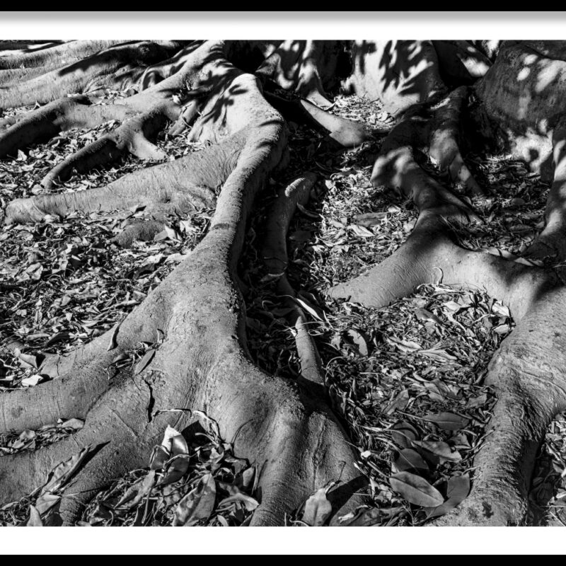 frame_Australian-Banyan-Tree-Roots-1-1