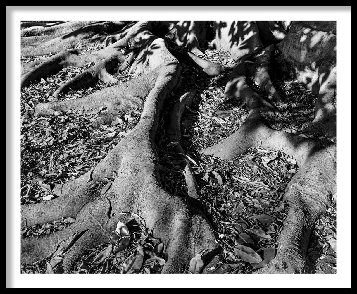 frame_Australian-Banyan-Tree-Roots-1-1