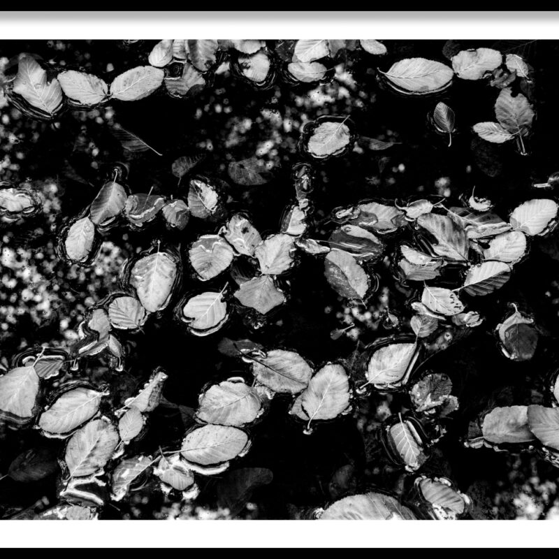 frame_Autumn-Leaves-1-1