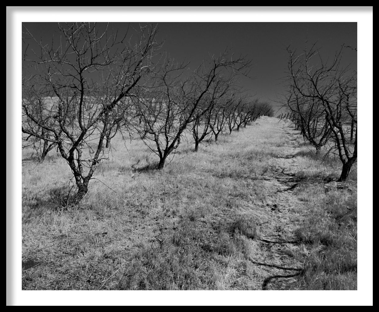 frame_Dead-Orchard-Patterson-California-1-1