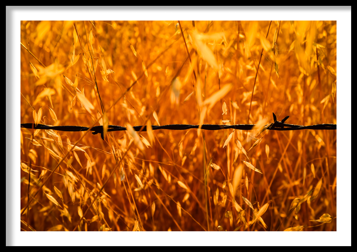frame_Golden-Grain-1-1