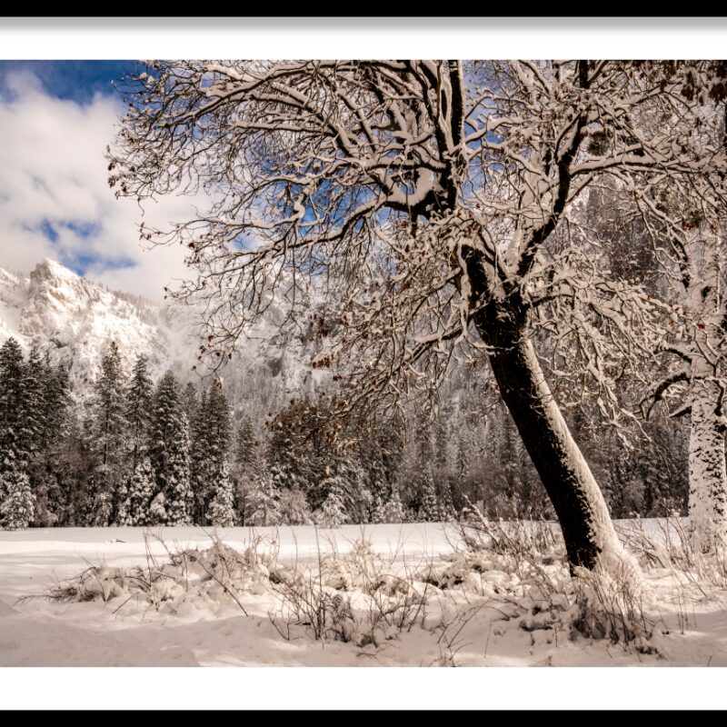 frame_Oaks-in-Snow-Yosemite-NP-1-1