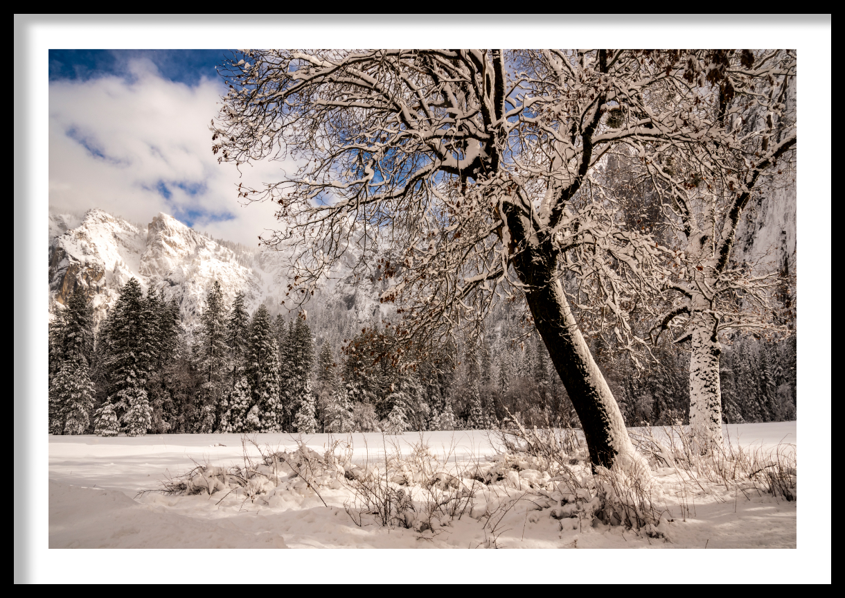 frame_Oaks-in-Snow-Yosemite-NP-1-1