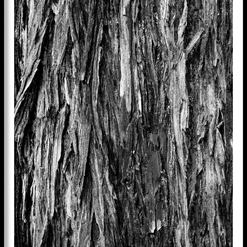 frame_Redwood-Bark-Little-River-California-1