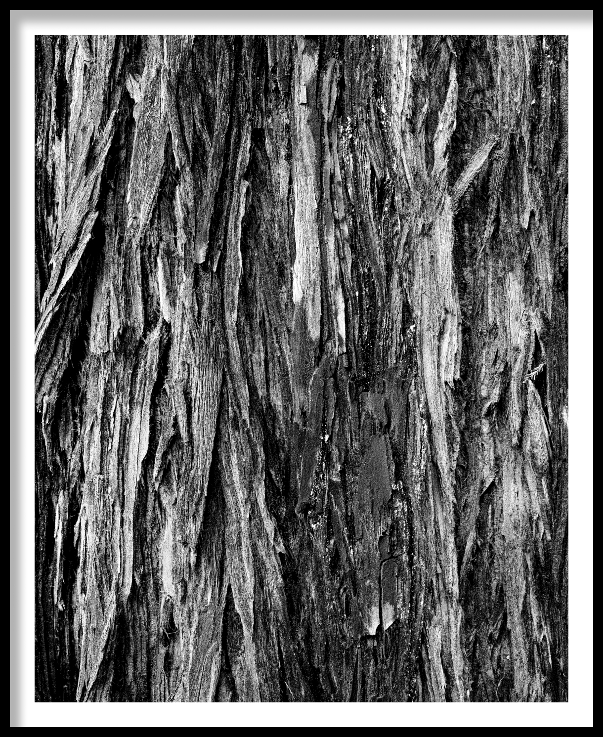 frame_Redwood-Bark-Little-River-California-1