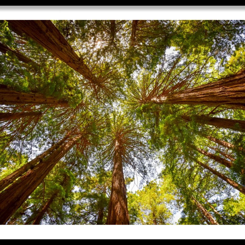 frame_Redwood-Trees-Muir-Woods-NP-California-1-1