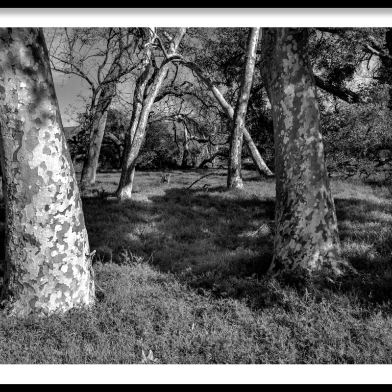 frame_Sycamore-Trees-Livermore-California-1-1