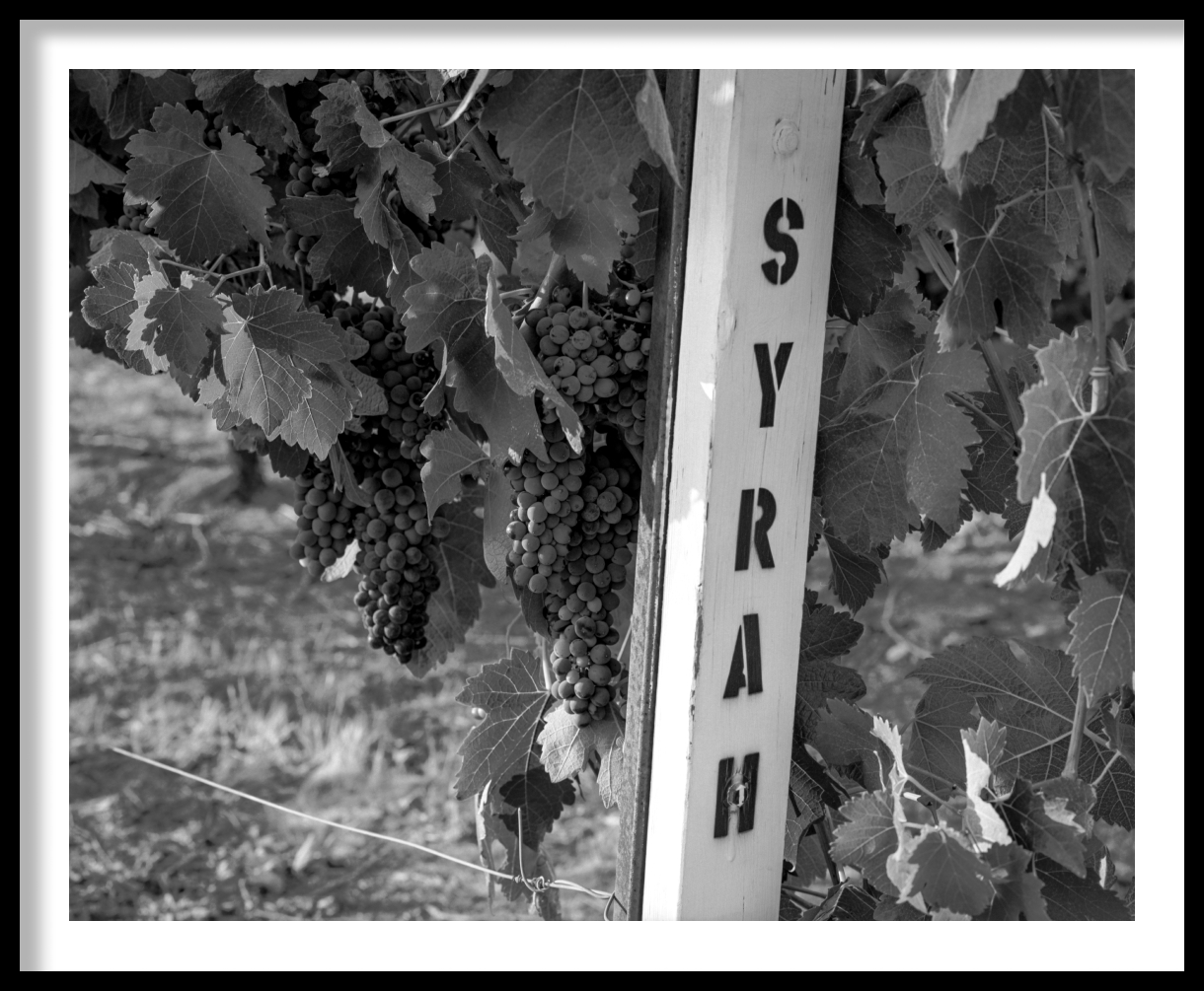 frame_Syrah-Grapes-Livermore-California-Vintage-2021-1-1